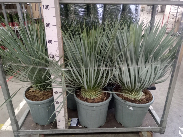 <h4>Yucca rostrata</h4>