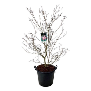 Cornus kousa 'Satomi'