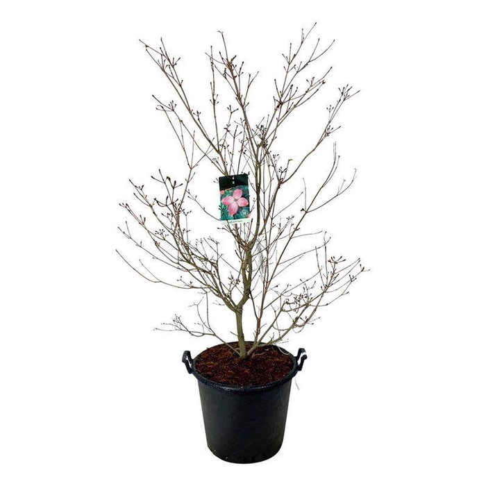 <h4>Cornus kousa 'Satomi'</h4>