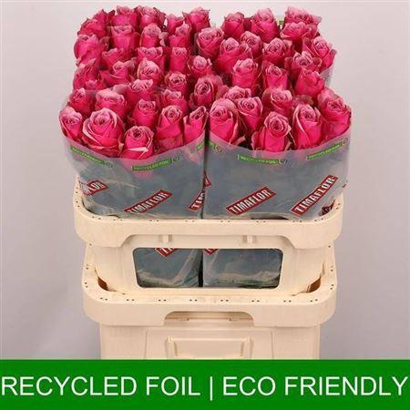 R Gr Majestic Athena