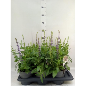 Salvia nemorosa 'Ostfriesland'