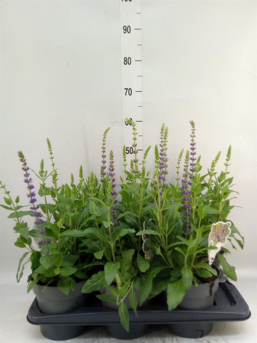 Salvia nemorosa 'Ostfriesland'