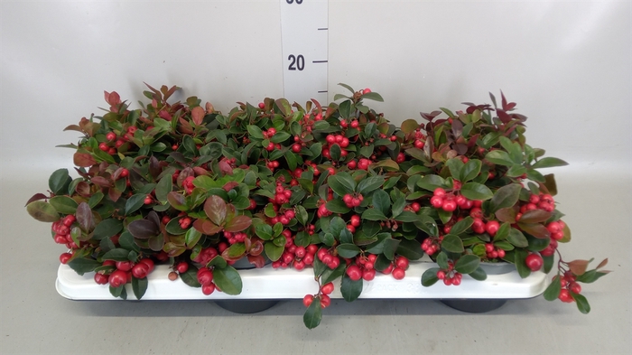 <h4>Gaultheria proc.</h4>