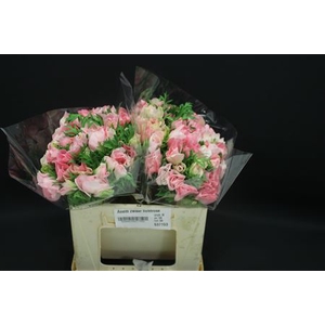 Anem Zwaar Lichtrose