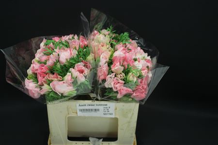<h4>Anem Zwaar Lichtrose</h4>