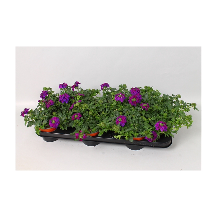 <h4>Verbena Magelana Violet</h4>