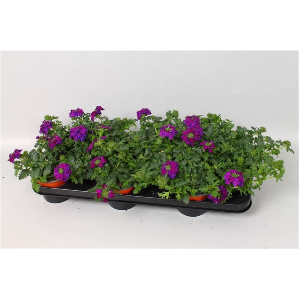 Verbena Magelana Violet