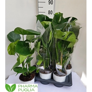 MONSTERA DELICIOSA