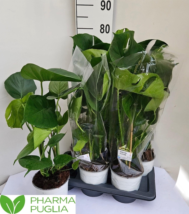 <h4>MONSTERA DELICIOSA</h4>