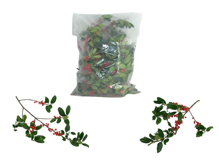 Hulst Rode Bes (3kg Per Zak)