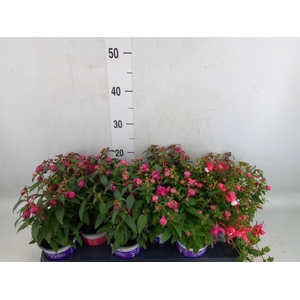 Fuchsia  'Bella Fuchsia'