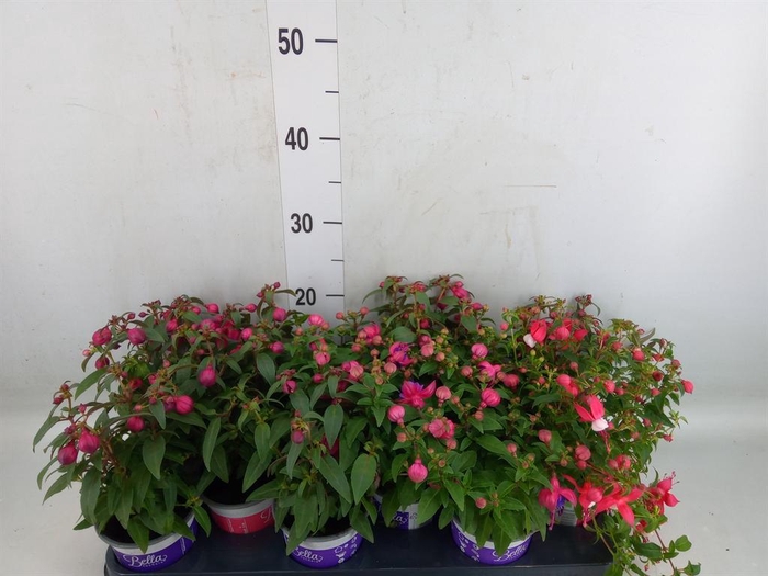 <h4>Fuchsia  'Bella Fuchsia'</h4>