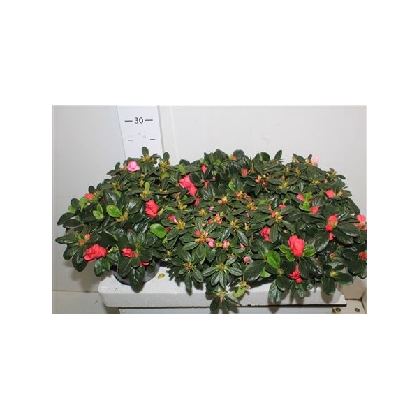 <h4>Rhodo Si Gem 25cm Diam.</h4>