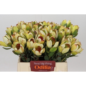 Leucadendron Pom-Pom Red
