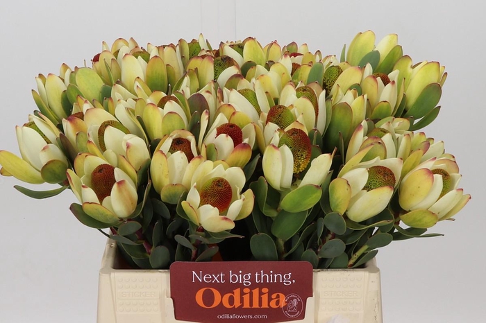 <h4>Leucadendron Pom-Pom Red</h4>