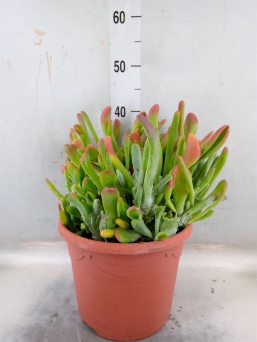 <h4>Kalanchoe NF   ...</h4>