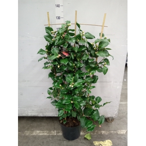 Camellia japonica 'Dr King'