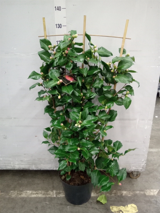 <h4>Camellia japonica 'Dr King'</h4>