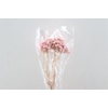 Dried Immortelle Fuchsia 10pcs Bunch Slv