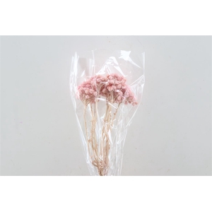 Dried Immortelle Fuchsia Slv