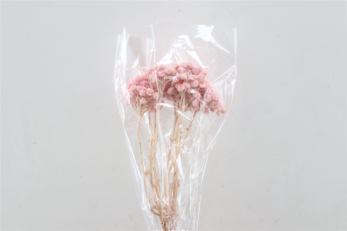 Dried Immortelle Fuchsia 10pcs Bunch Slv
