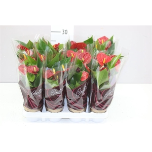 Anth An Diamond Red A2