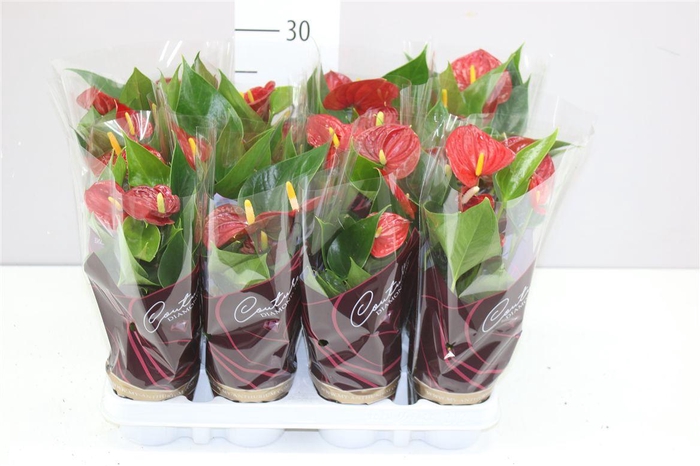 <h4>Anth An Diamond Red A2</h4>