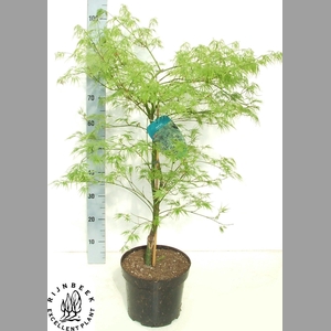 ACER PALM DISSECTUM
