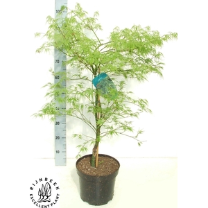 ACER PALM DISSECTUM