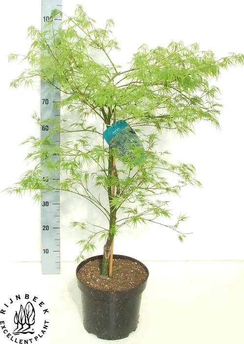 <h4>ACER PALM DISSECTUM</h4>