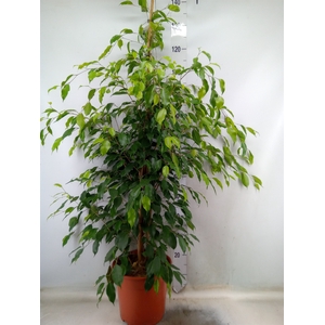 Ficus benja. 'Exotica'