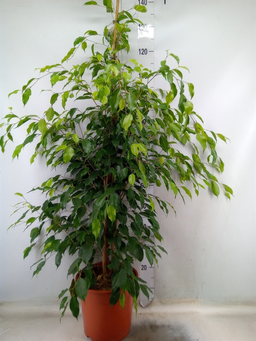 <h4>Ficus benja. 'Exotica'</h4>