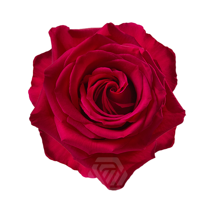 <h4>R GR QUEENBERRY Tessa</h4>