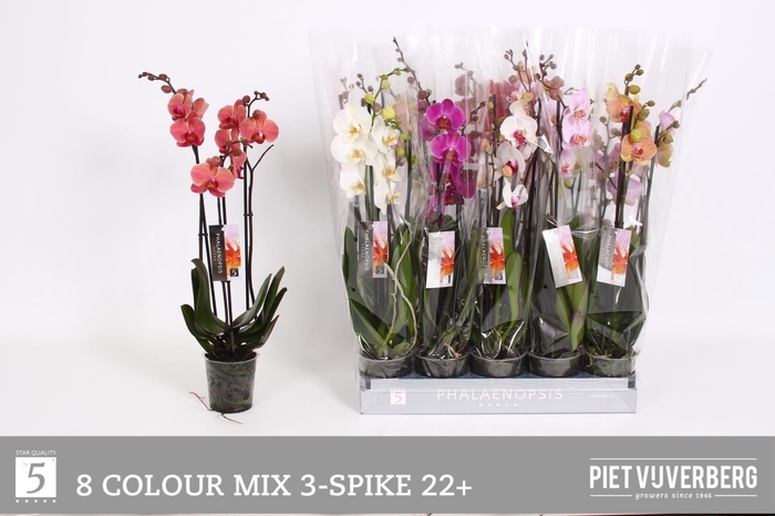 <h4>PHAL GEM 8 KL</h4>