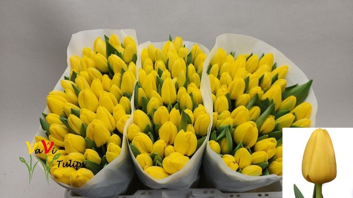 <h4>TU EN NOVI SUN</h4>