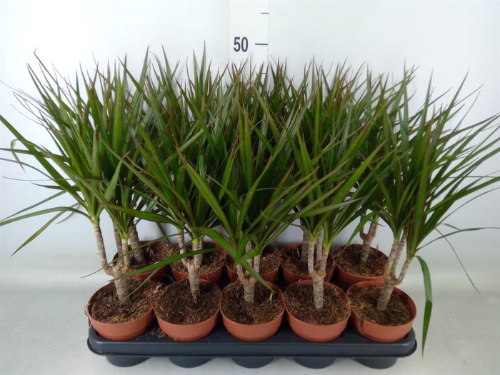 <h4>Dracaena marg.</h4>