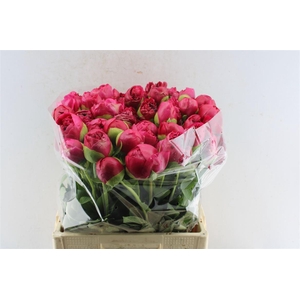 Paeonia L Com Performance