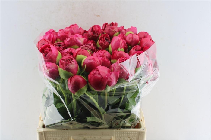 <h4>Paeonia L Com Performance</h4>