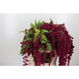 Amaranthus Caudatus Rosary