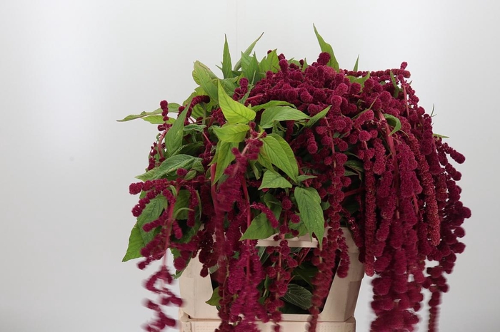 <h4>Amaranthus Caudatus Rosary</h4>