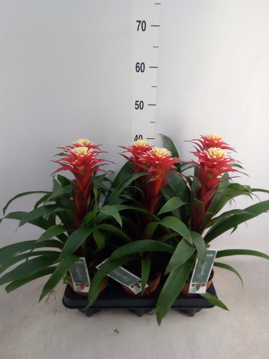 <h4>Guzmania   ...</h4>