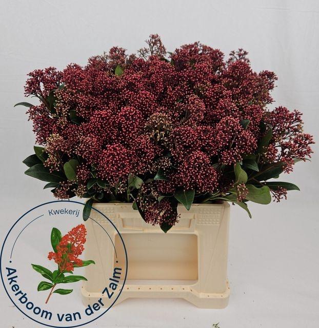 <h4>Skim J Rubella Bs</h4>