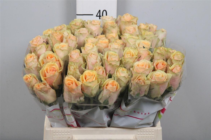 <h4>R Gr Alchemy</h4>