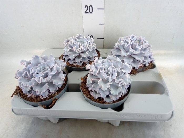 <h4>Echeveria   ...</h4>