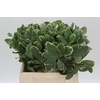 Pittosporum Ilan