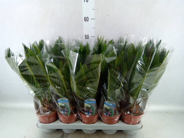 <h4>Cycas revoluta</h4>