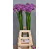 Allium Gladiator