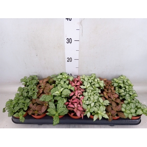 Fittonia   ...mix 7