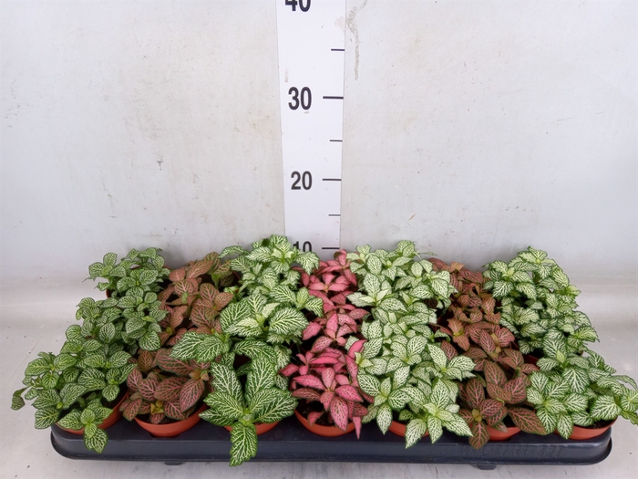 <h4>Fittonia   ...mix 7</h4>