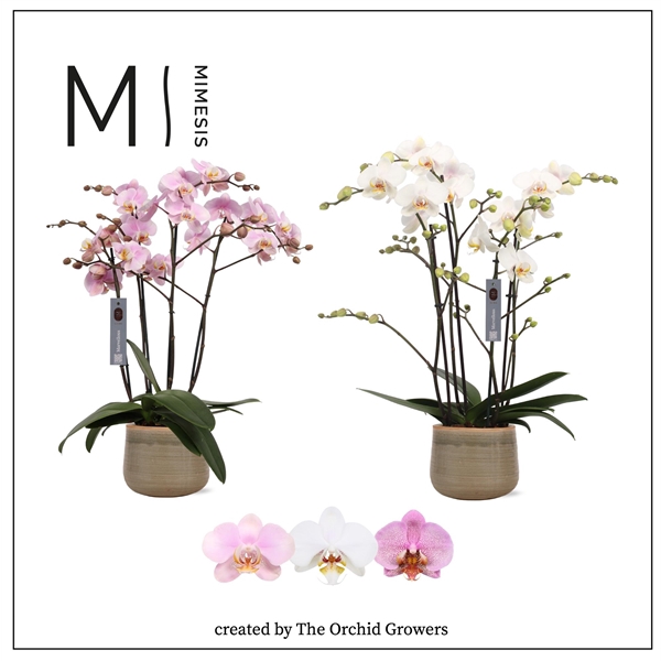 <h4>Mimesis Phal. Marvellous Mix - 50+ flowers 17cm in Iris Mist ceramic</h4>